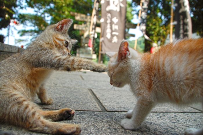 子猫に猫パンチする子猫の写真