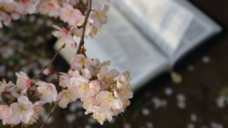刀剣乱舞 短刀を極にするならどの子 目的別におすすめの短刀を紹介 てくてく日和 刀剣乱舞 短刀を極にするならどの子 目的別におすすめの短刀を紹介 てくてく日和