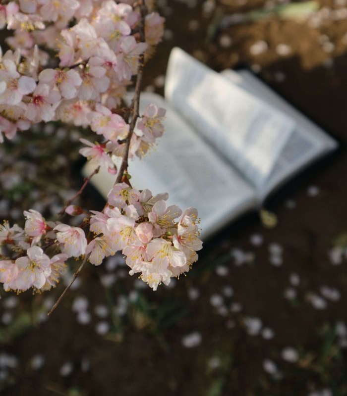 桜の下に本が置かれた写真