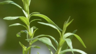 刀剣乱舞 種類別 極を効率良くレベリング出来るおすすめのマップ てくてく日和